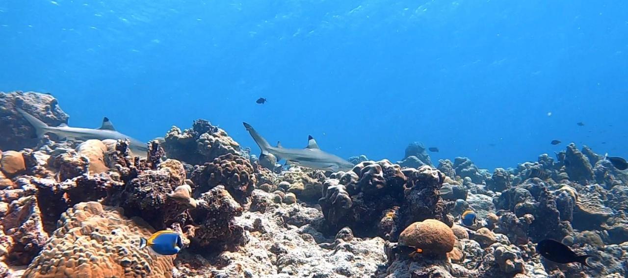 Shamar Guesthouse & Dive Maamigili Exterior foto