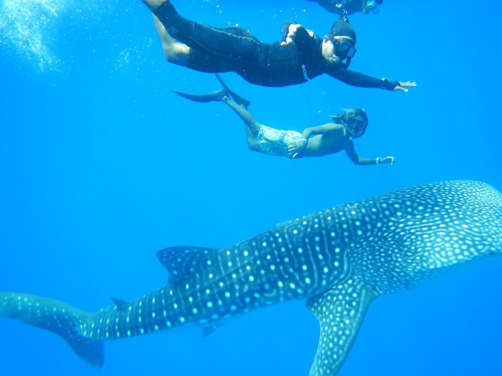 Shamar Guesthouse & Dive Maamigili Exterior foto